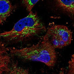 PTCD3 Antibody, Novus Biologicals 0.1mL; Unlabeled:Antibodies, Polyclonal